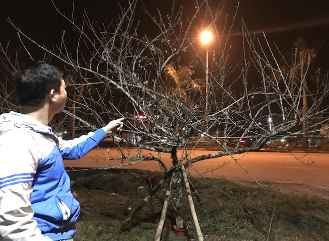 Trắng đêm ngồi co ro đốt củi sưởi ấm để canh đào, quất, hoa Tết